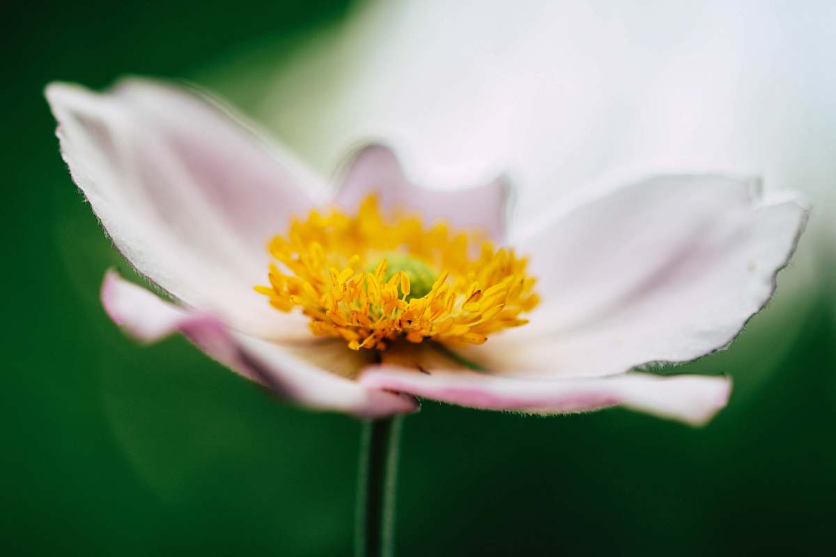 bloom selective focus of pink petaled flower blooming at daytime pollen