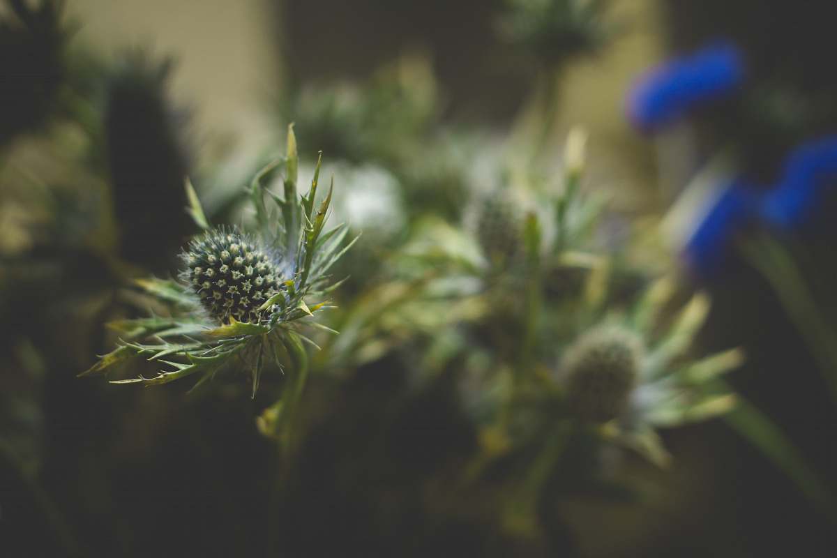 plant selective focus photo green leaf plant thistle