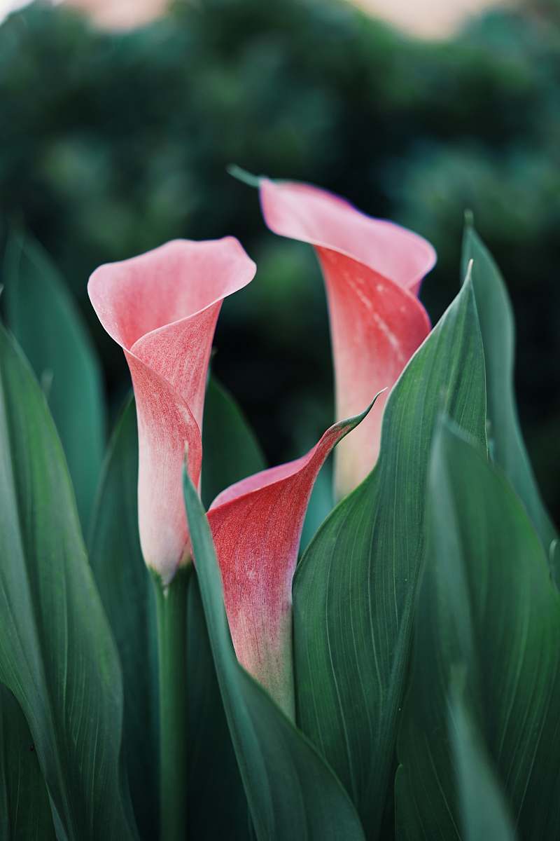 plant selective focus photography of pink petaled flower flora