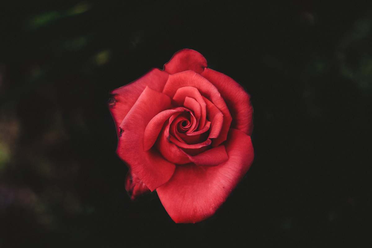 rose selective focus photography of red rose plant