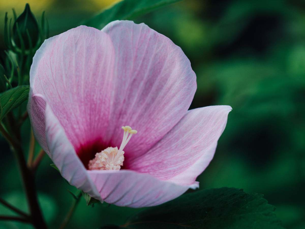 blossom shallow focus photo of pink flower geranium