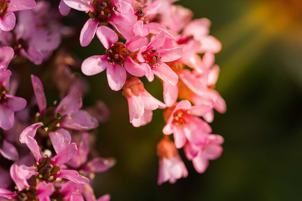 italy shallow focus photography of pink flowers human