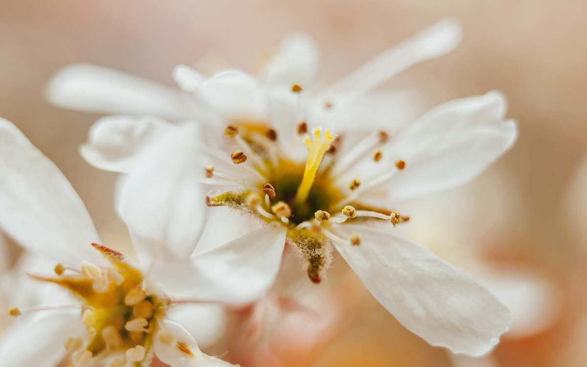 white shallow shot of white flowers sweden