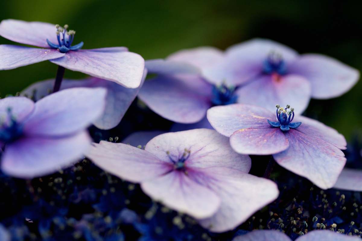 plant white and purple flowers in shallow focus flora
