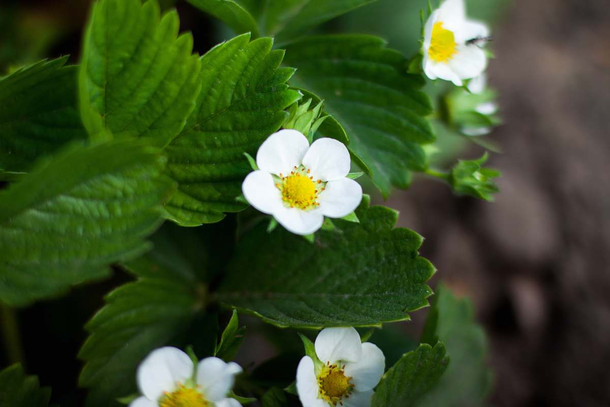 plant white and yellow 5-petal flower photo blossom