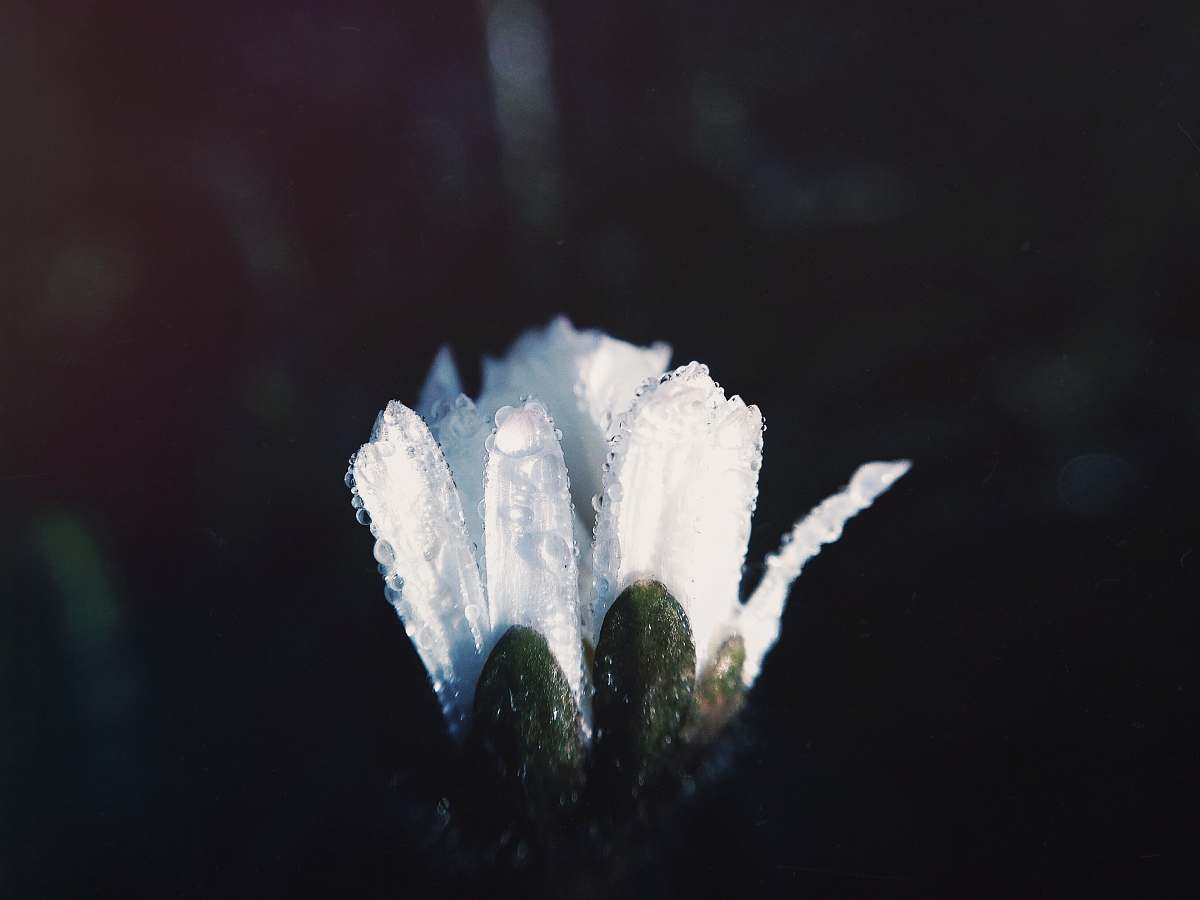 dew white flower with rain drops white flower