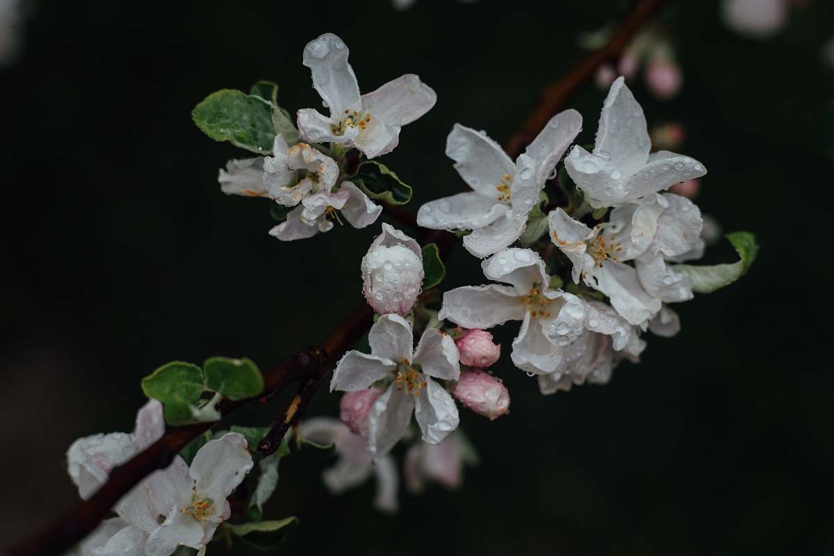 plant white flowers blossom