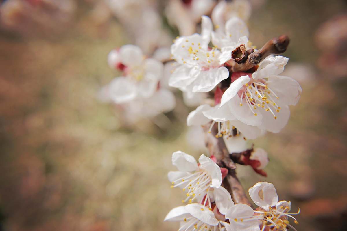 blossom white flowers shallow focus cherry blossom