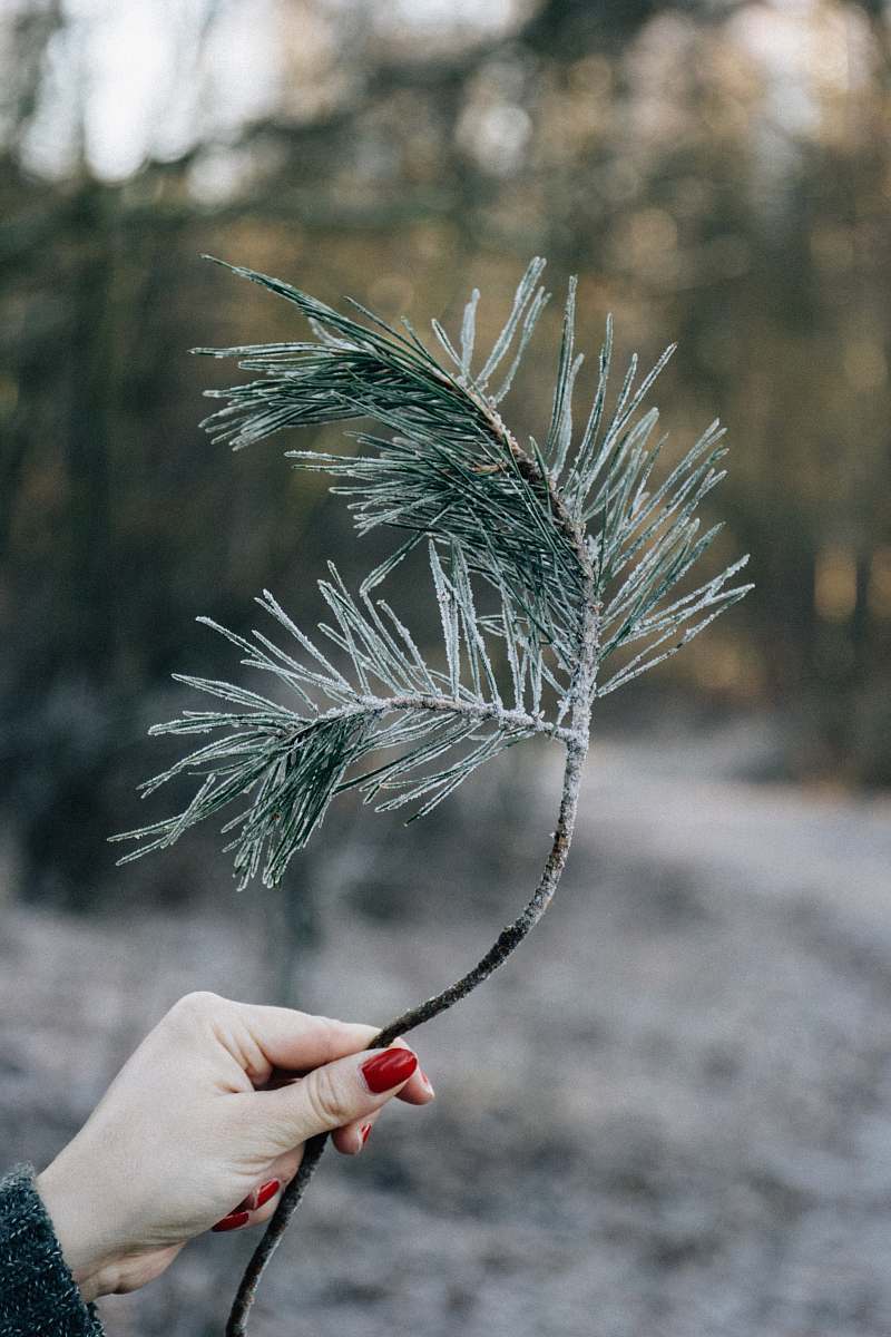 flora person holding green leaves vegetable