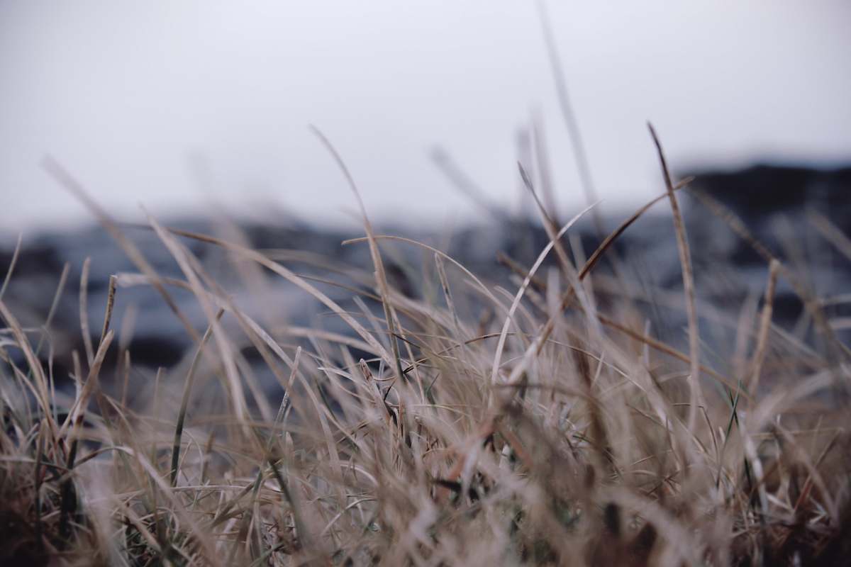 grey selective focus photography of grass field nature