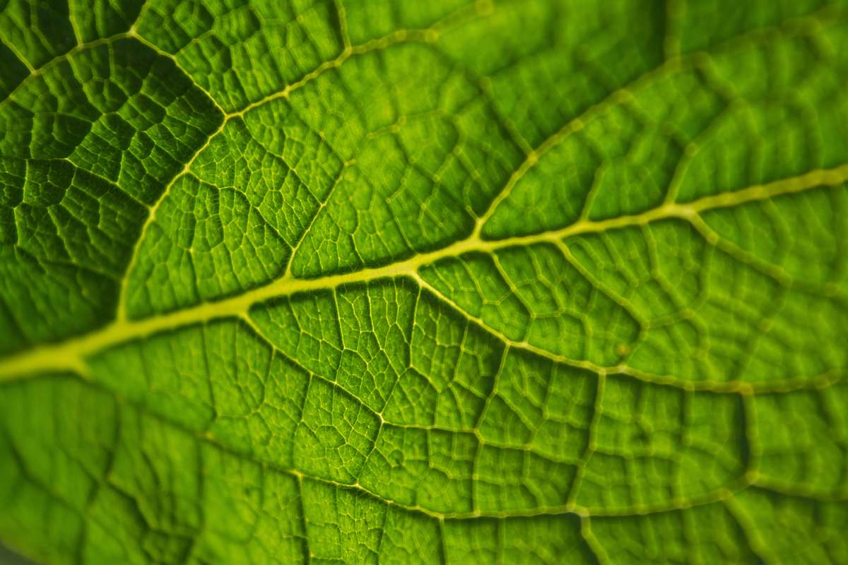 leaf closeup photo of green leaf plant