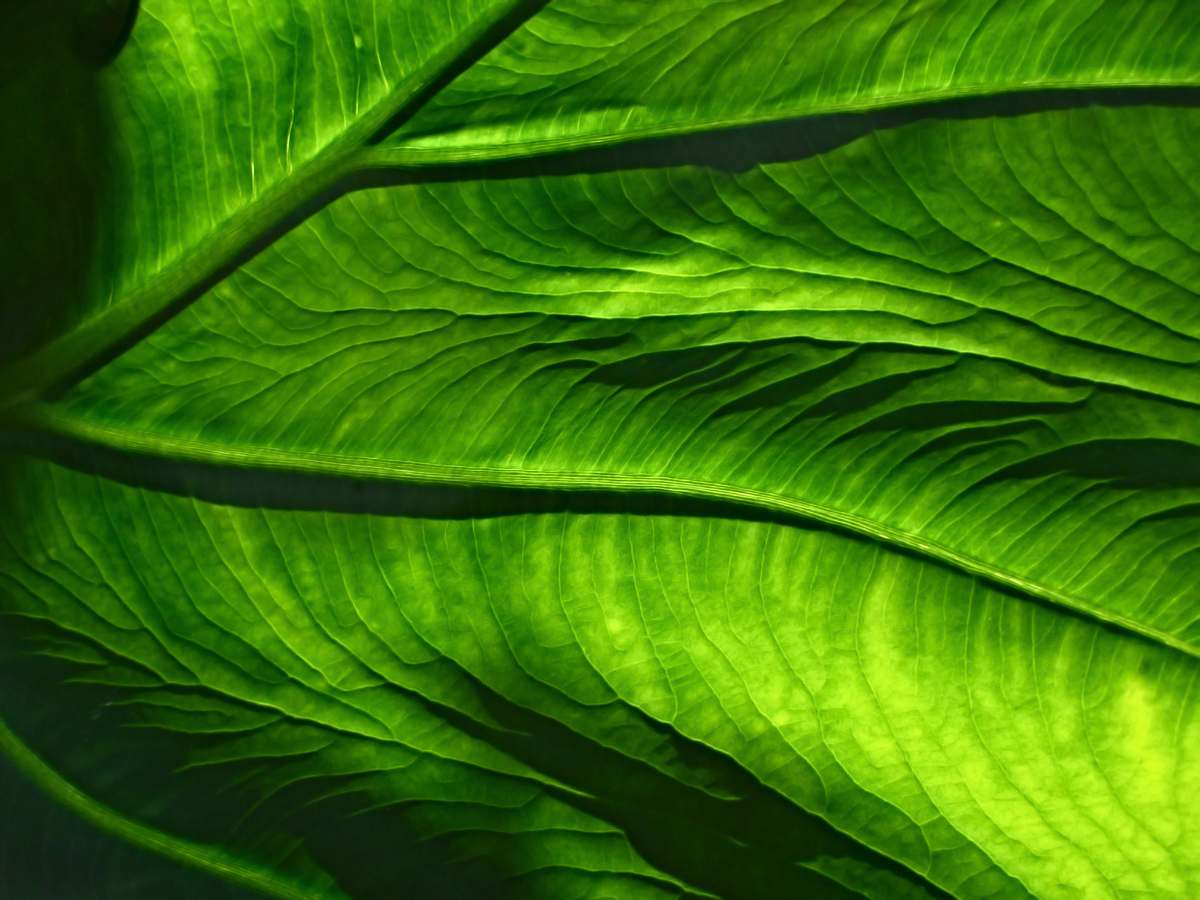texture closeup photo of green leaf leaf