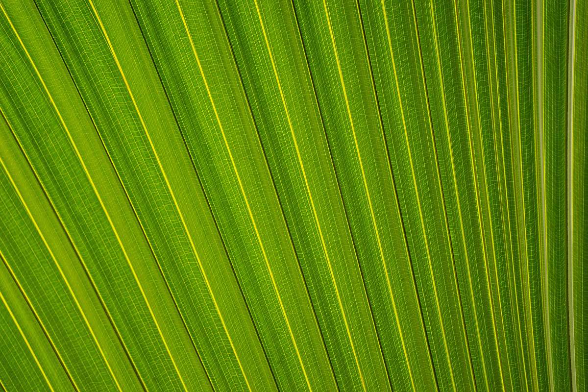 pattern closeup photography of fan palm leaf leafe