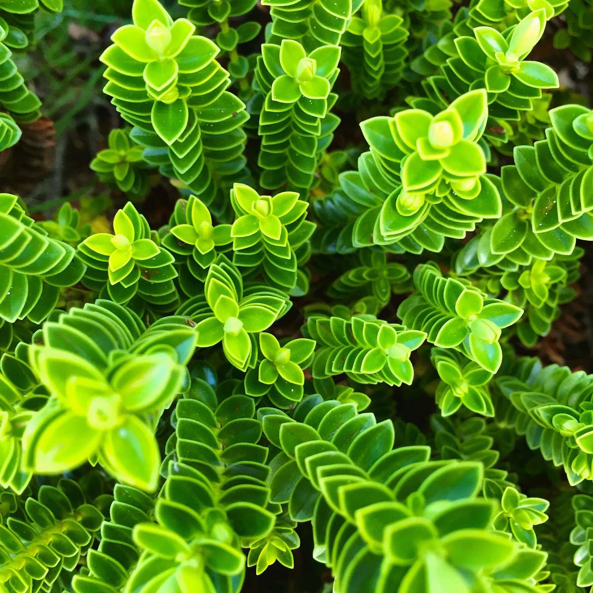 plant focus photography of green plant at daytime fern