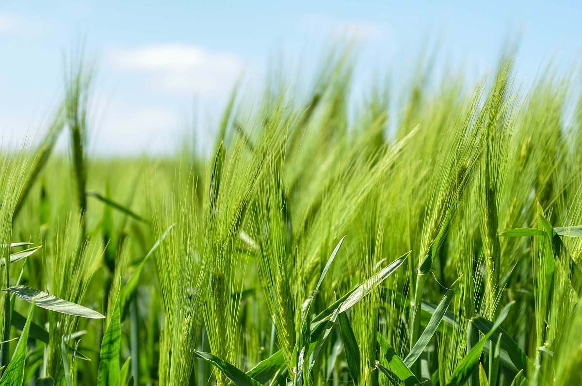 grass green grass field wheat