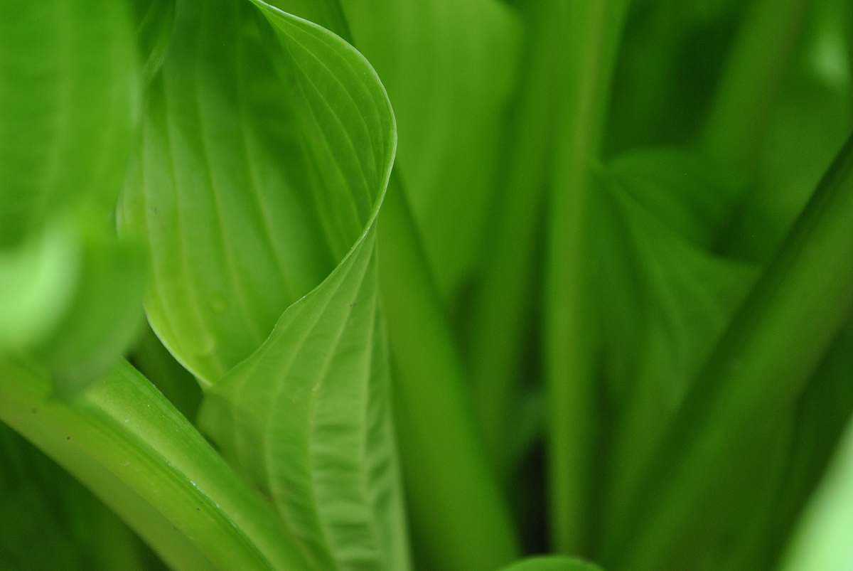 plant green leaves in macro shot photography macro