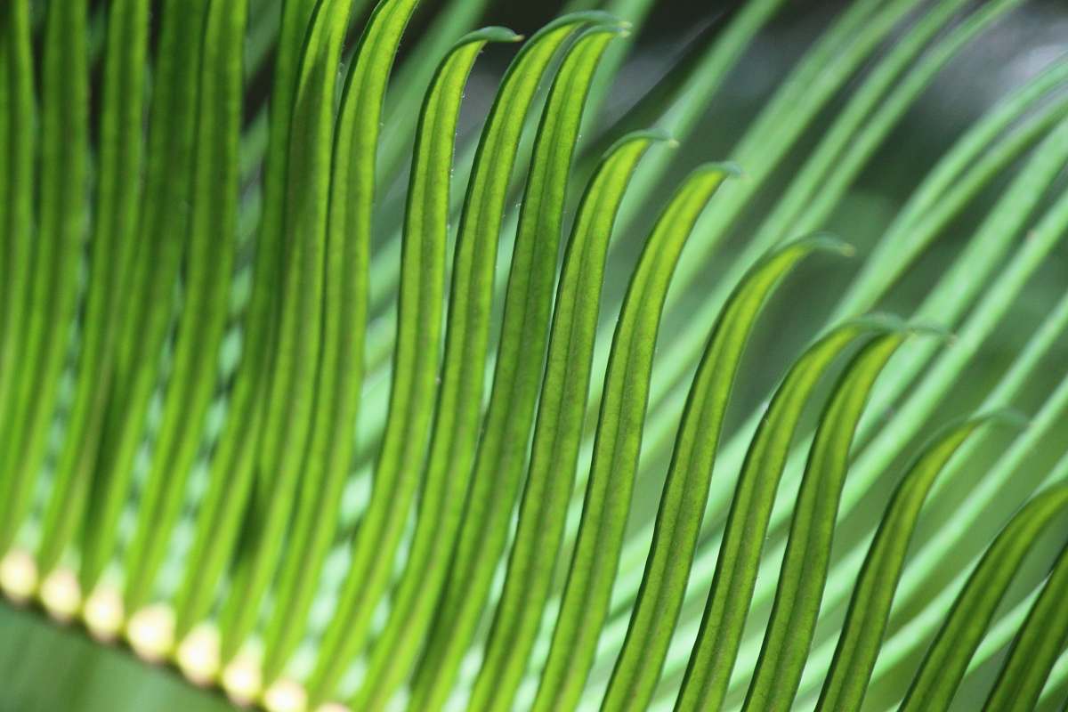 plant green leaves under sunny sky huntington beach