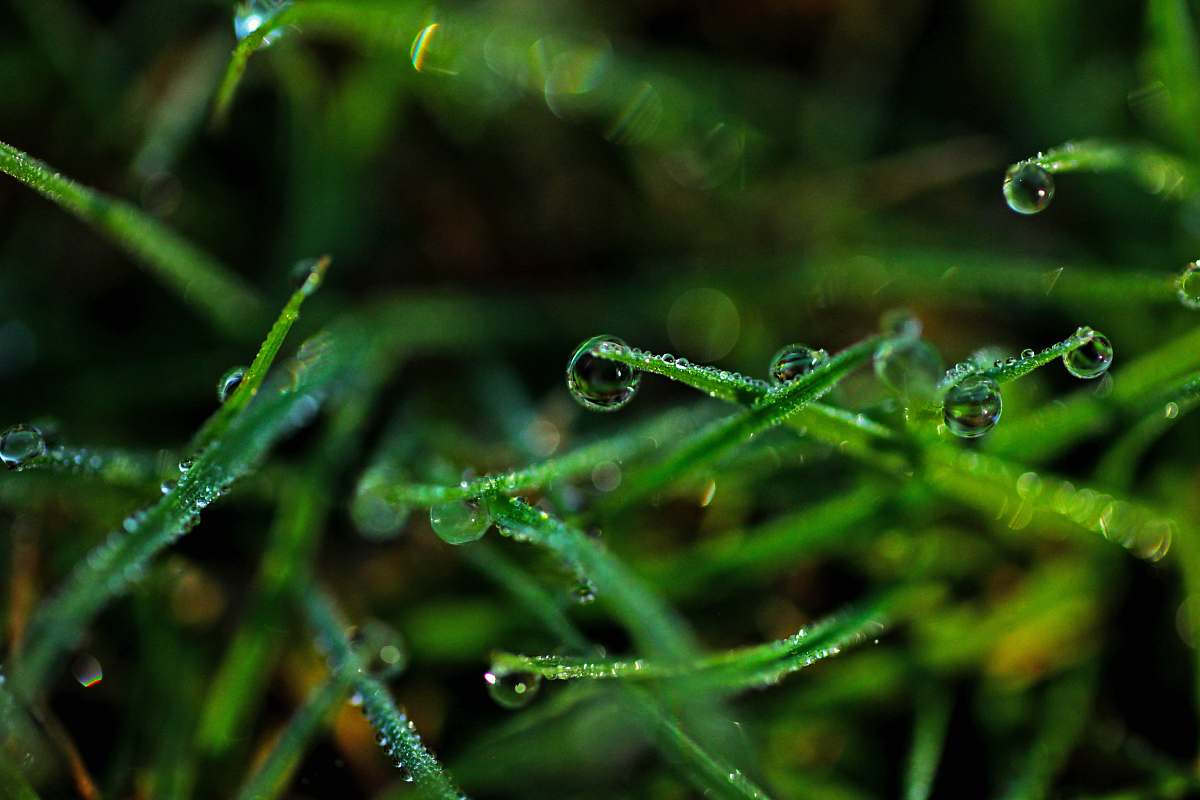 grass macro shot of water drops drop