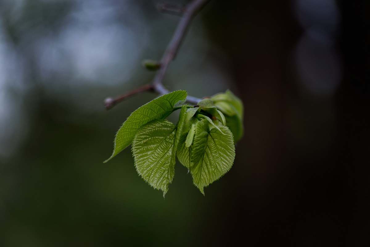 leaves selective focus photography of tree leaves branch