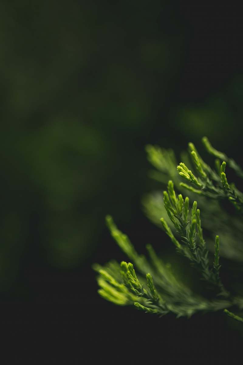 plant shallow focus photography of green leaves tree