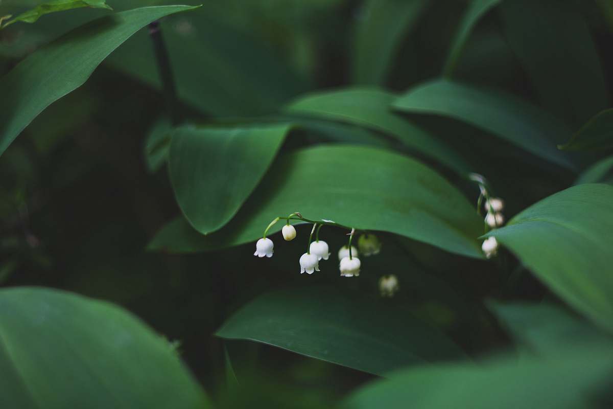 flower shallow focus photography of white flowers spring