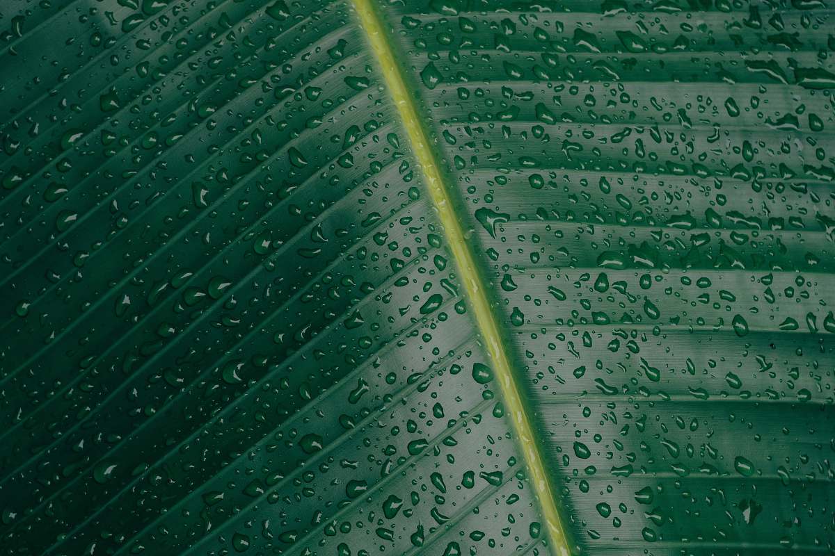 pattern water droplets on banana leaf rain