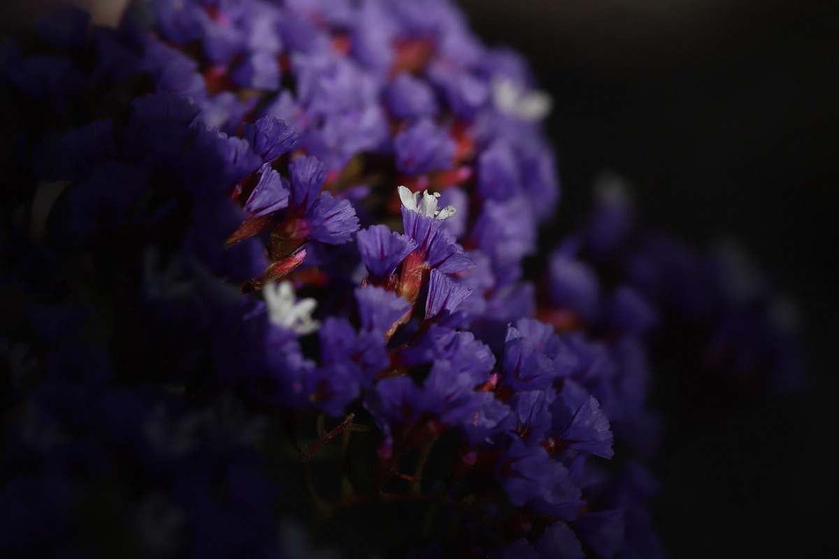 person selective focus photography of purple petaled flowers people