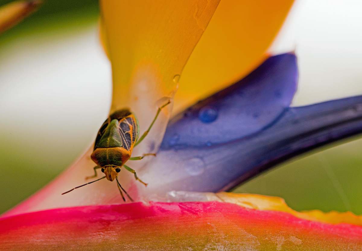 australia closeup photo of green and brown stinkbug bug