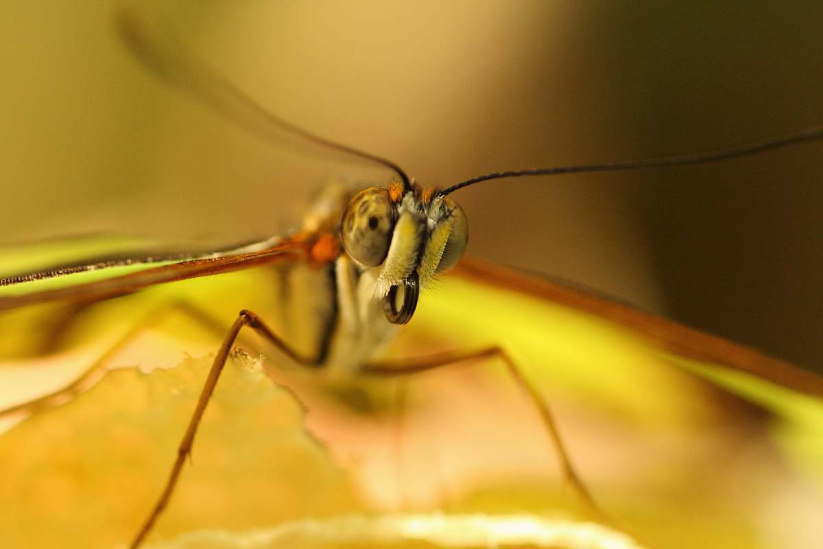 animal green dragonfly in macro shot invertebrate