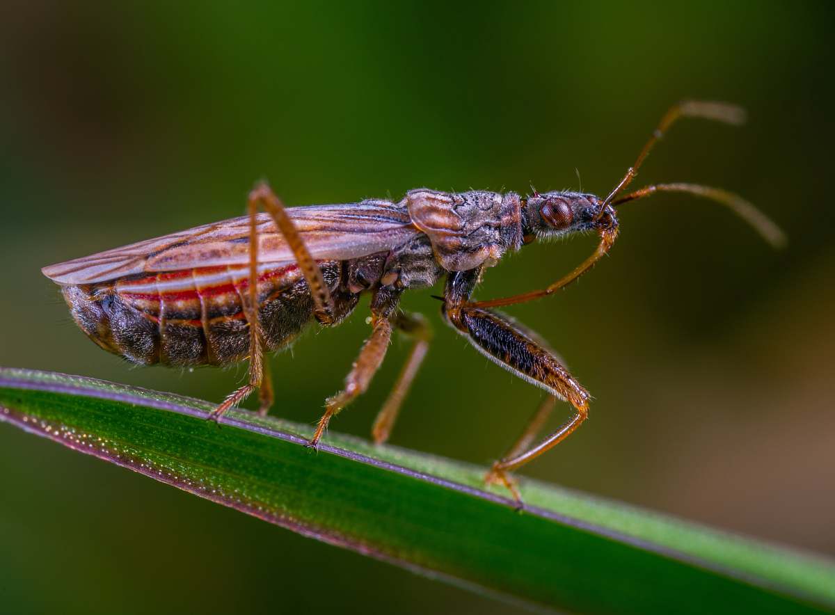 animal macrophotography of brown insect on top of leaf invertebrate