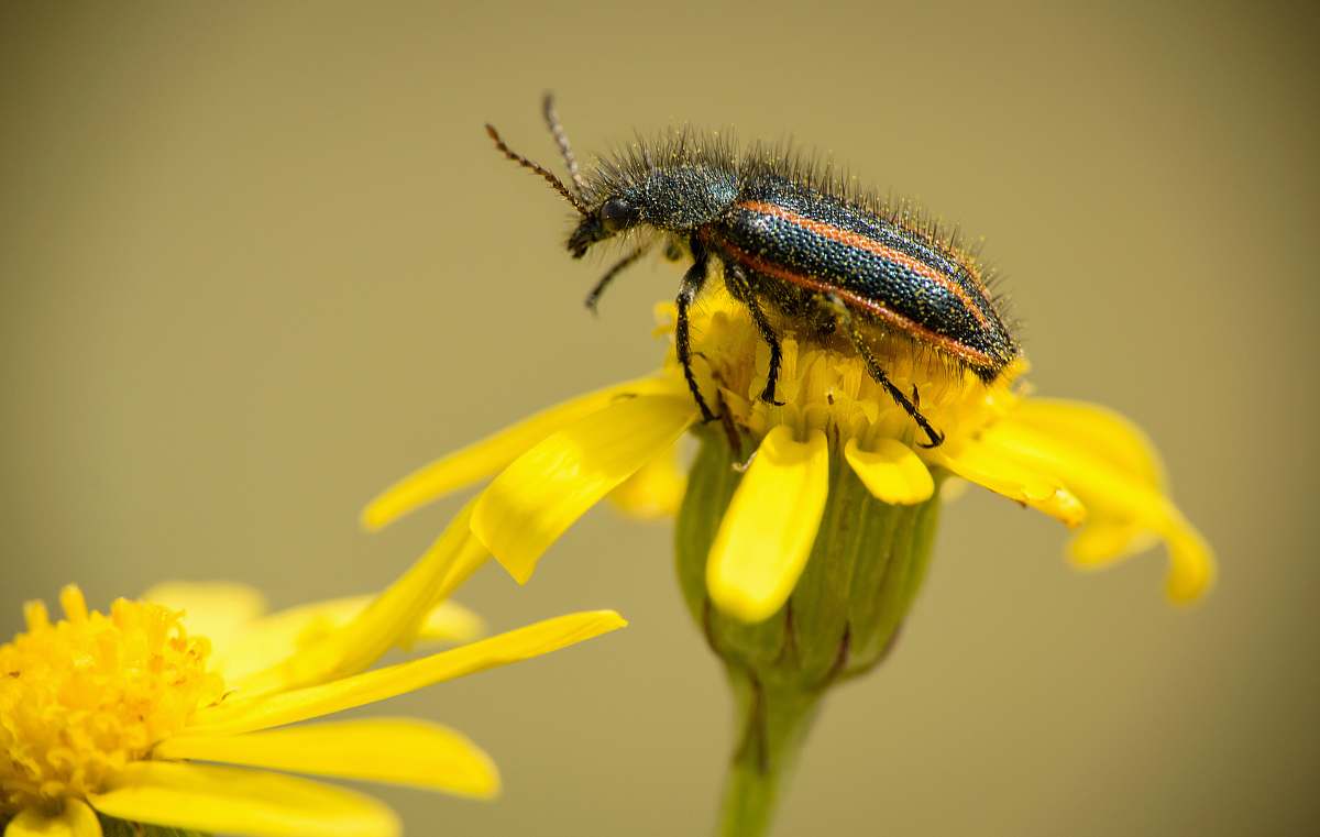 animal photo of orange and black beetle perched on yellow petaled flower argentina