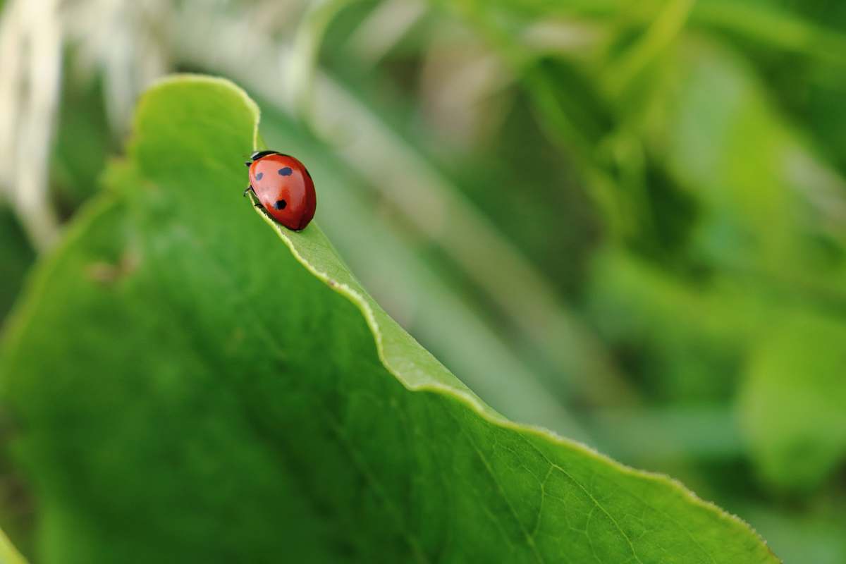 ladybug red and black bug on green leaf leaf
