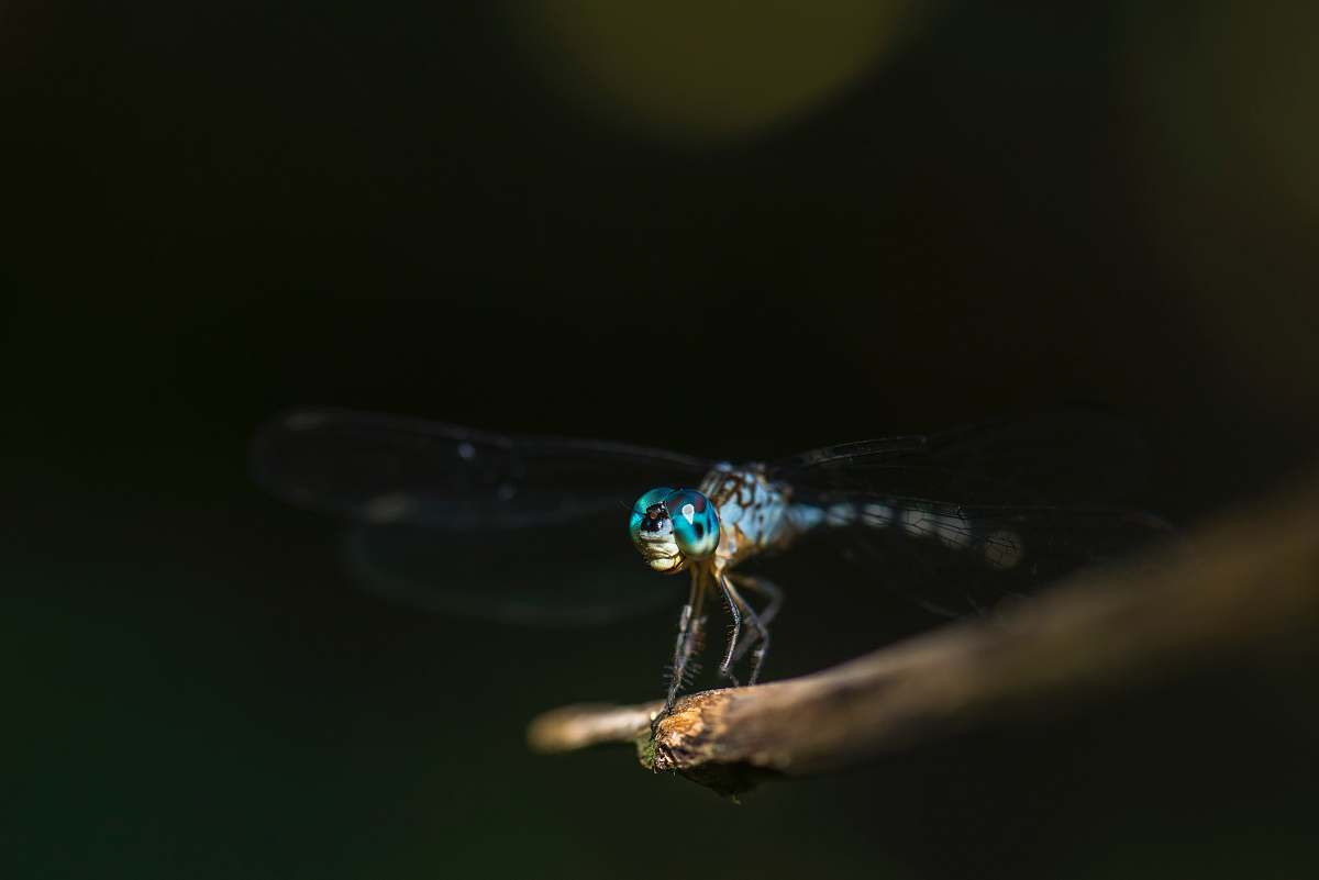 dragonfly shallow focus photography blue dragonfly twig
