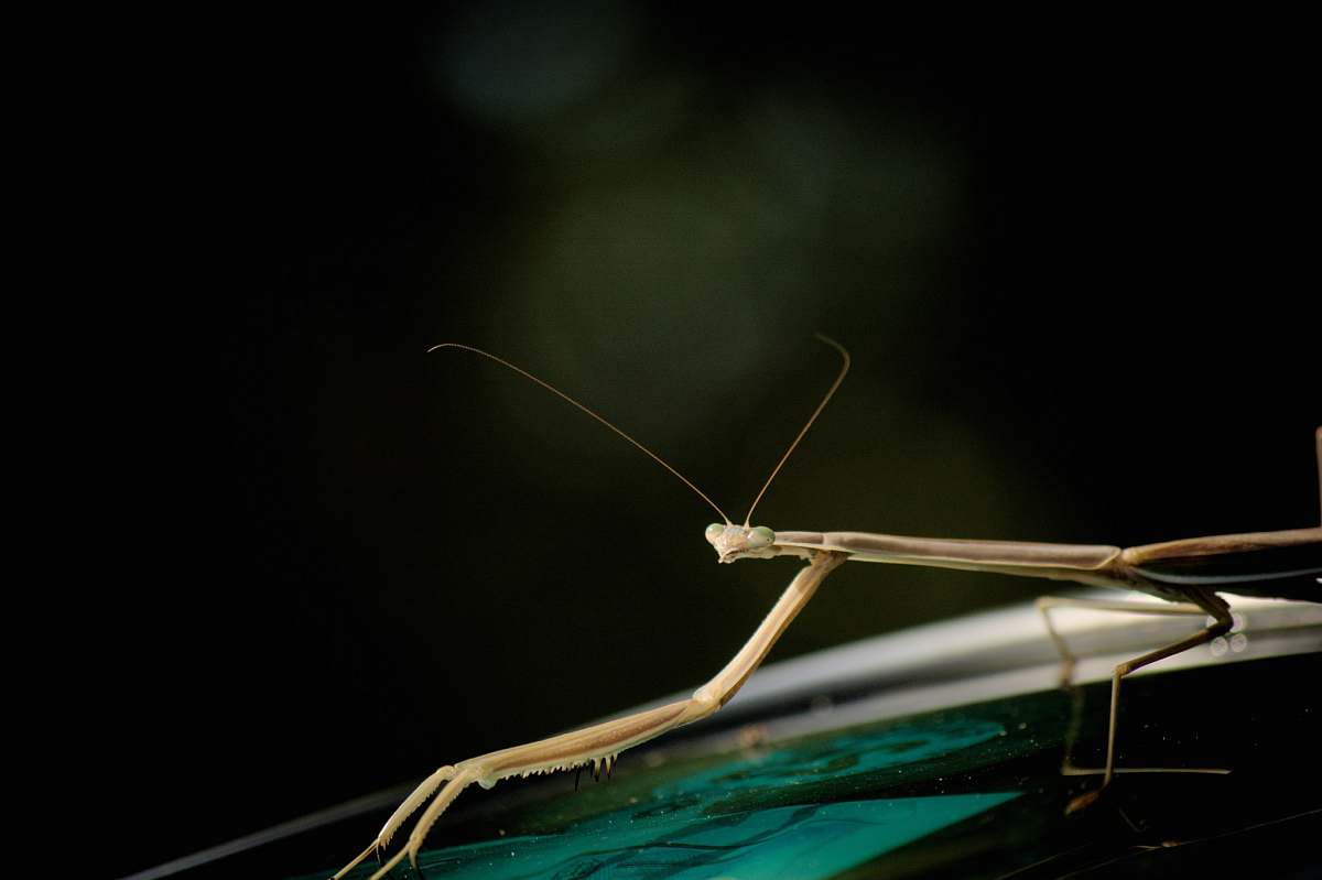 mantis shallow focus photography of brown insect leaf