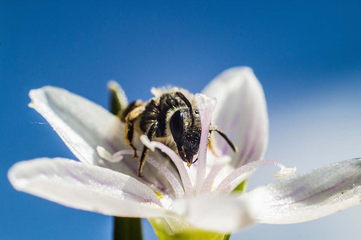 animal shallow focus photography of honeybee on top of white flower bee
