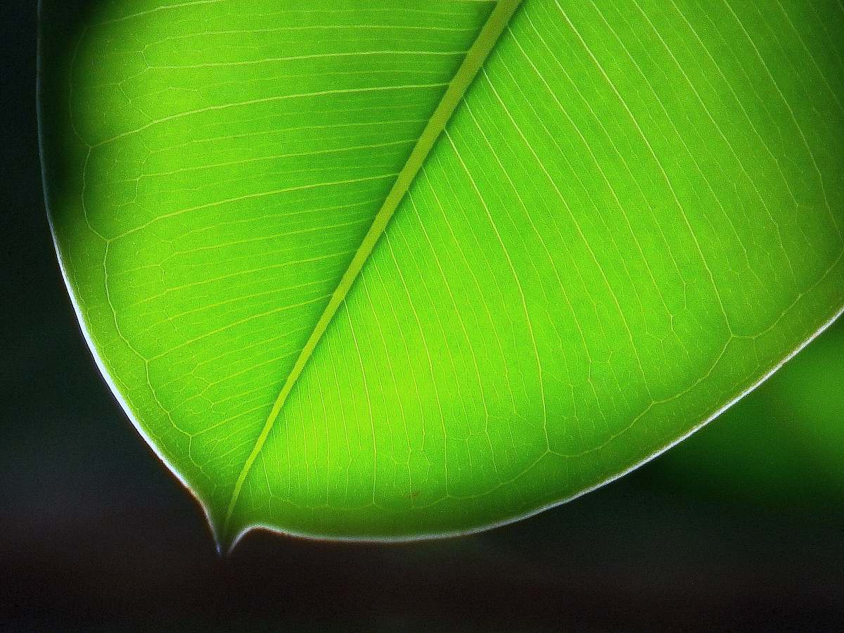 plant close-up photo of green leaf ball