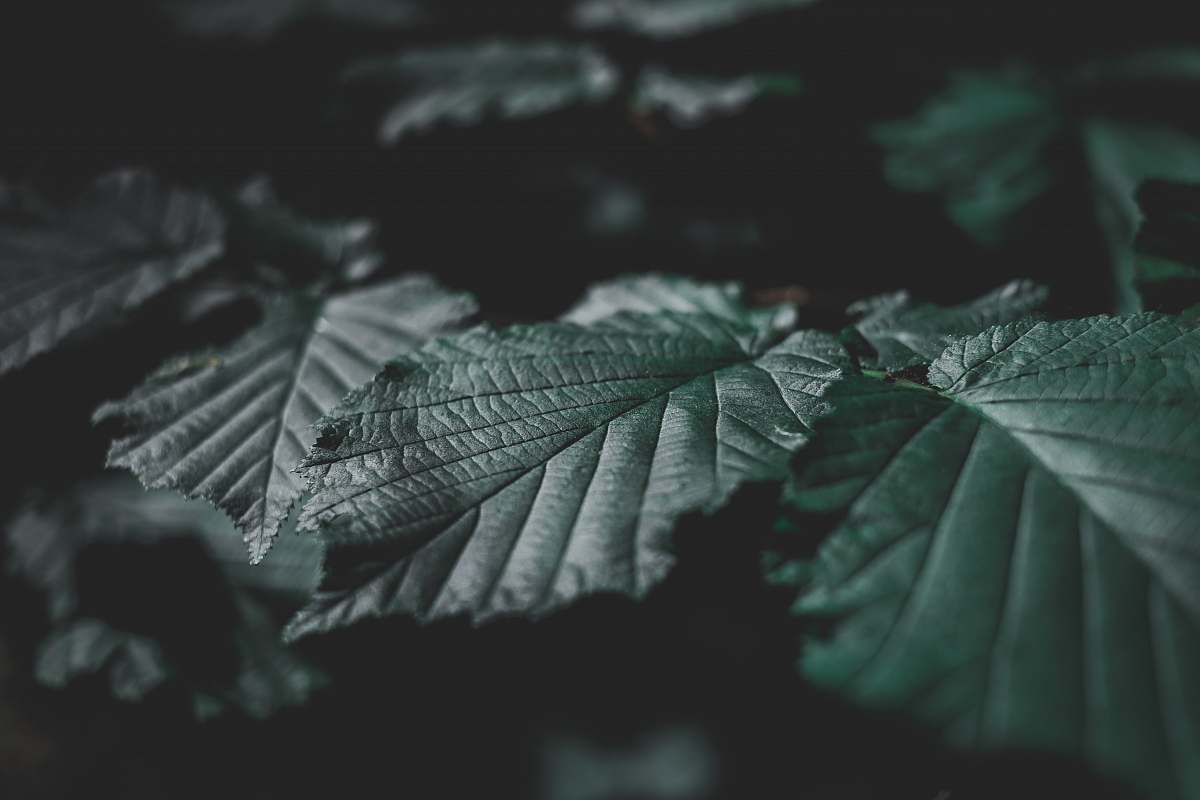 grey closeup photo of green leafed plant tree