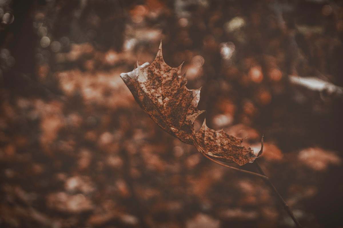 brown closeup photograph brown dried leaf single leaf