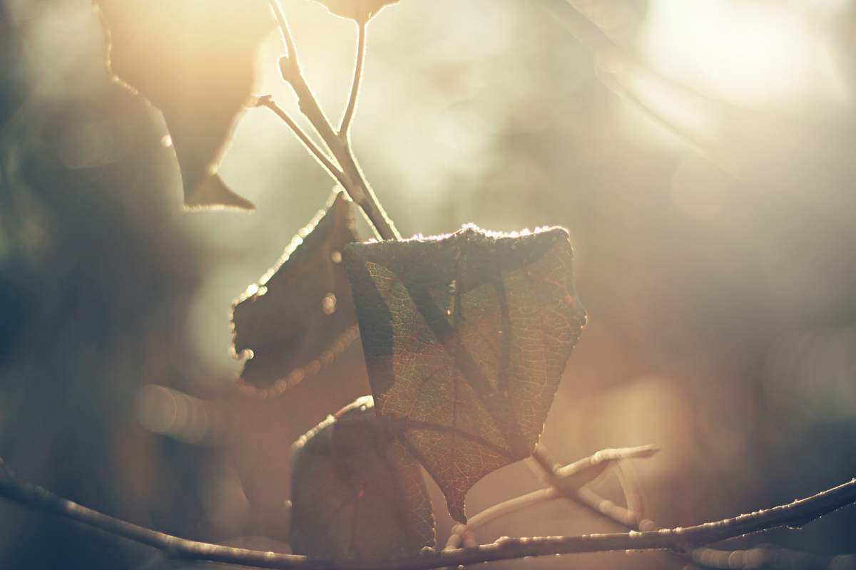 light lowlight photography of dried leaf tree