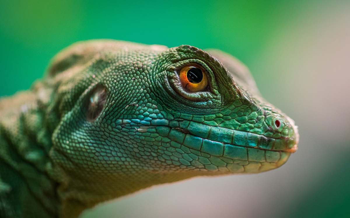 reptile green lizard animal