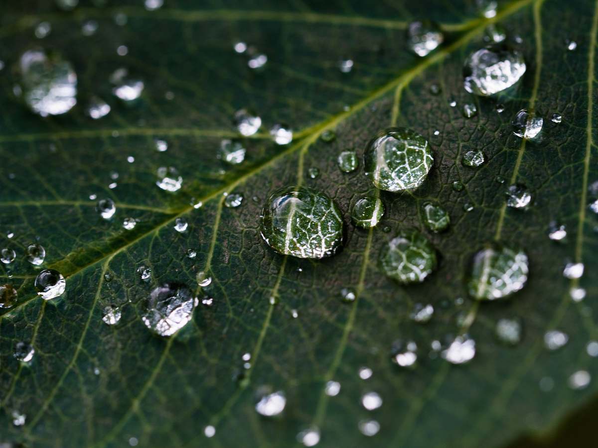 nature droplets on green leaf water