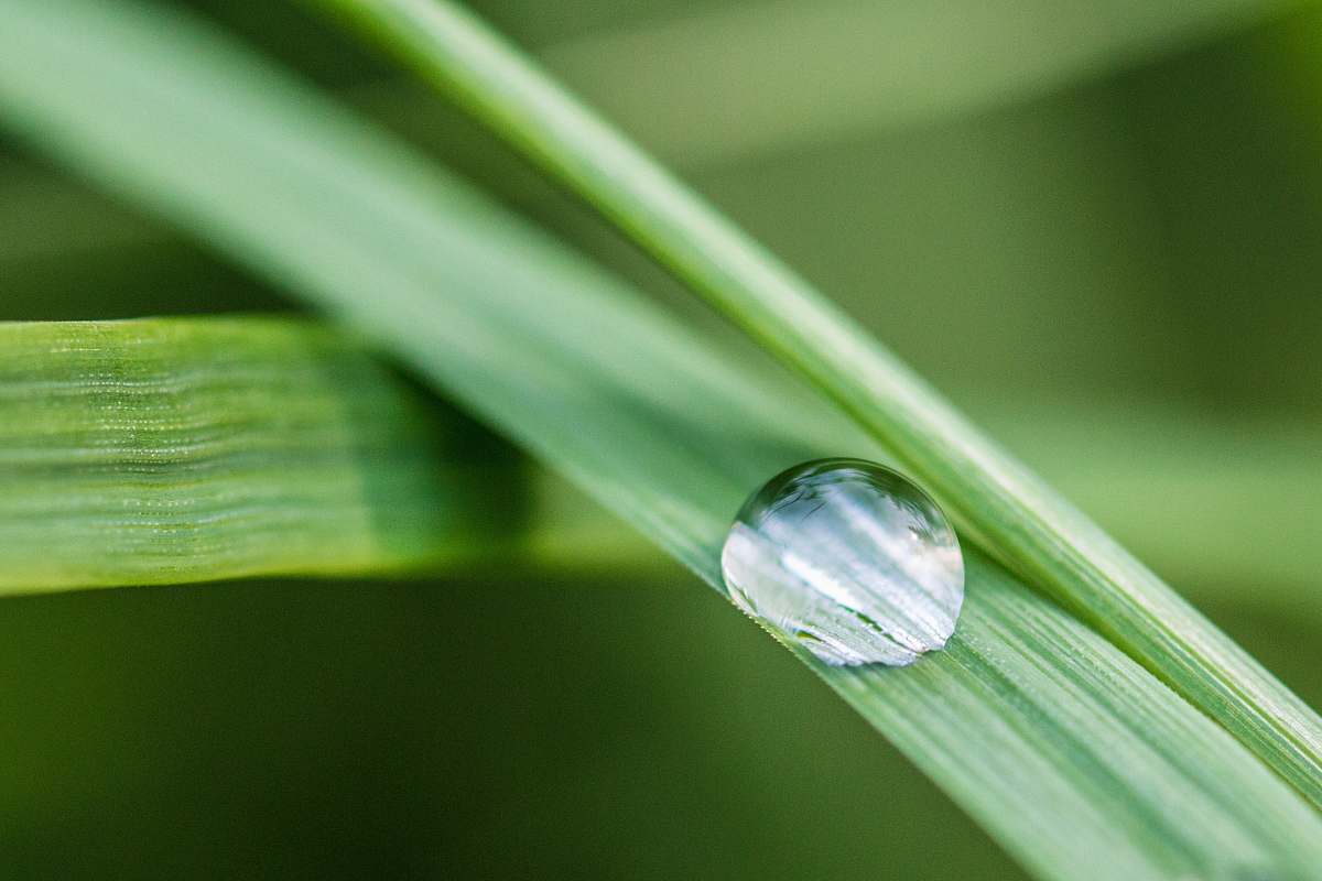 droplet green-linear plant drop