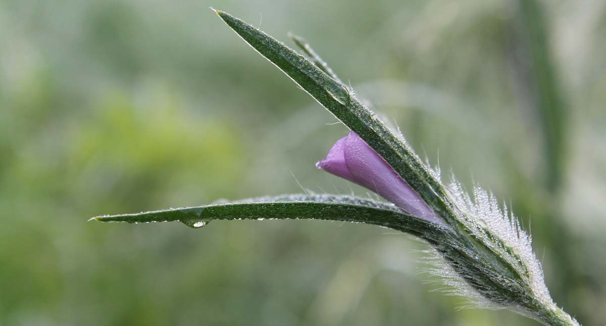 plant photo of purple petaled flower in bloom nature