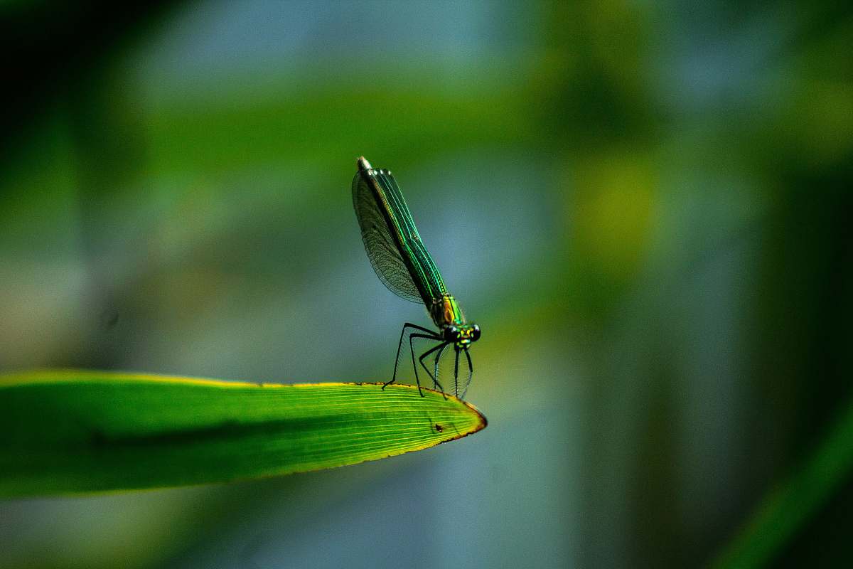 insect closeup photo of green dragonfly green