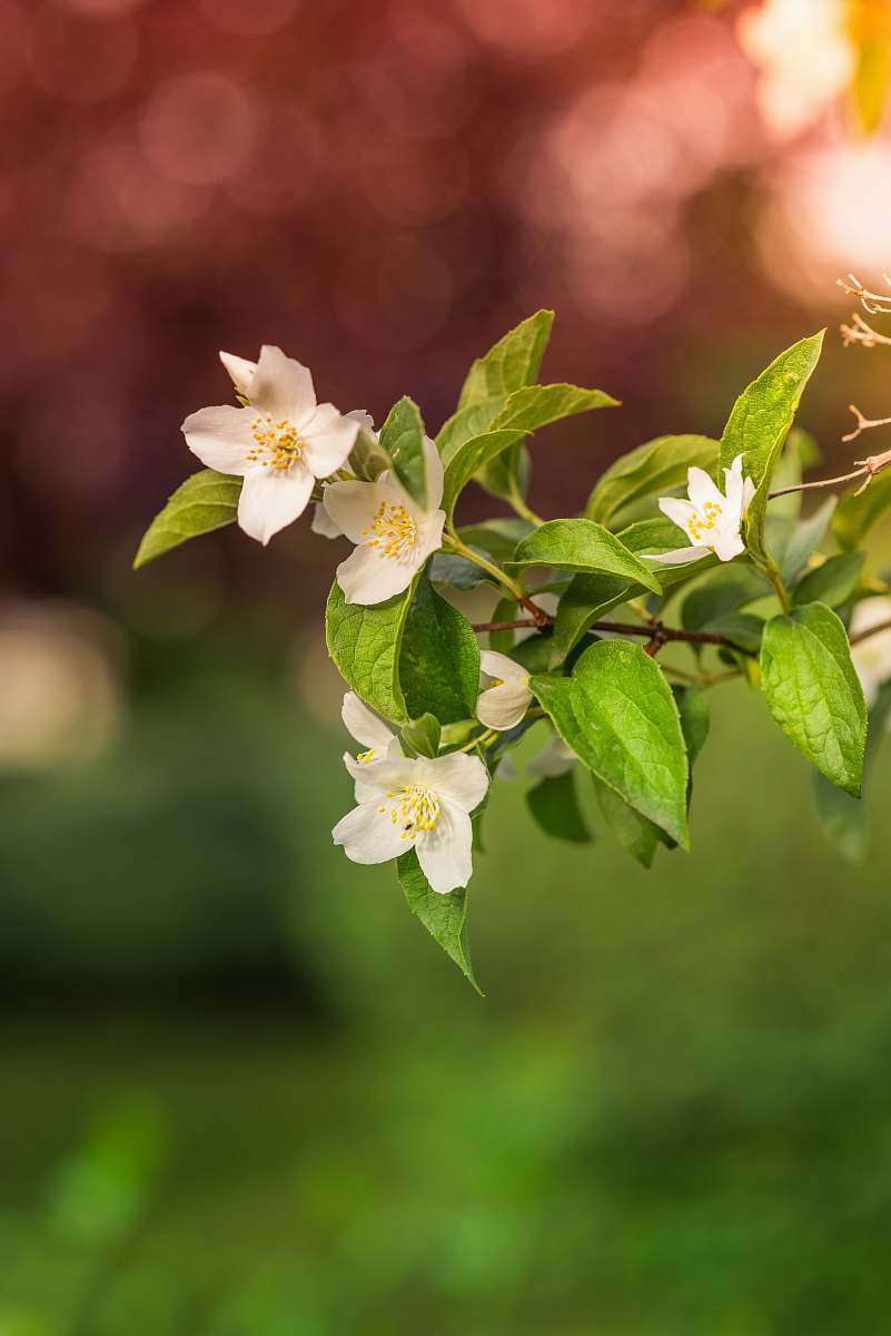 flower closeup photo of white petaled flower plant