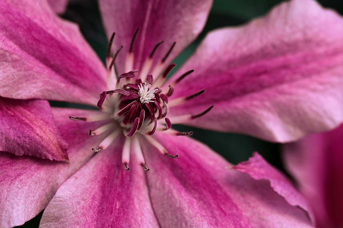 flower focus photography of pink petaled flower at daytime pink