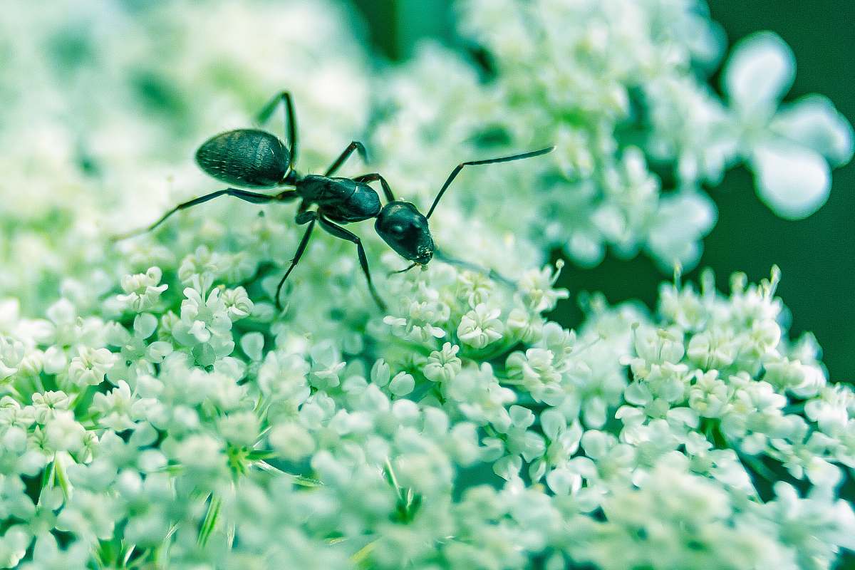 insect macro photography of black ant on white petaled flowers ant