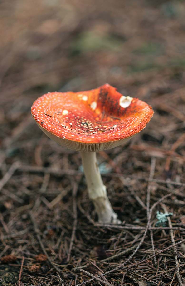 fungus selective focus photography of orange mushroom forest