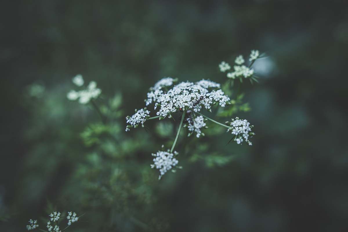plant selective focus photography of white petaled flowers flowers