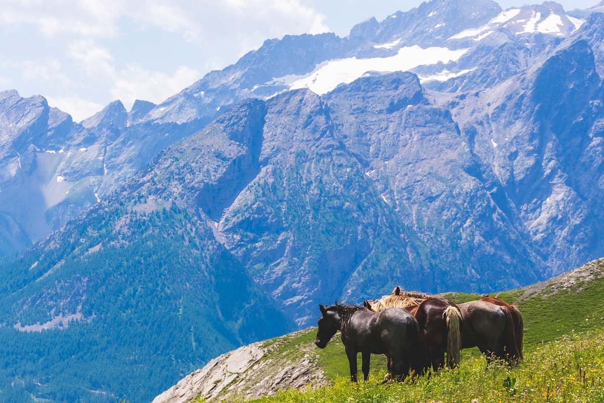 outdoors three brown and black horses on mountain animal